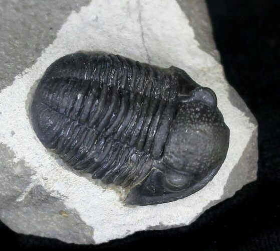 Gerastos Trilobite Fossil - Foum Zguid #22139